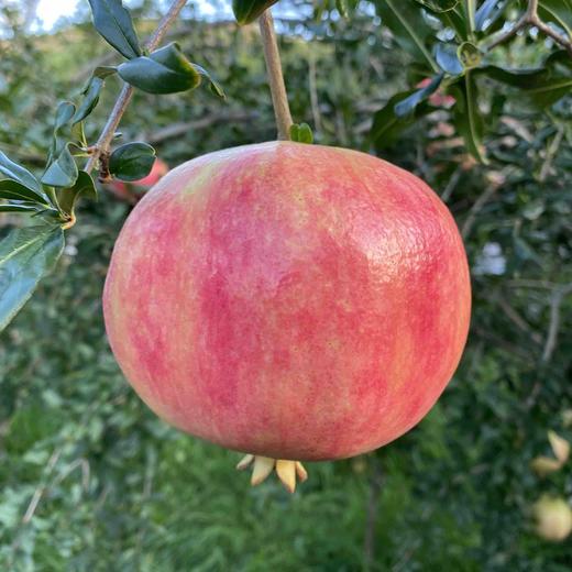 【突尼斯软籽石榴】大理山地生态果园/皮薄籽软颜色红 汁多味甜 / 坏果包赔 放心购买 顺丰包邮 商品图2