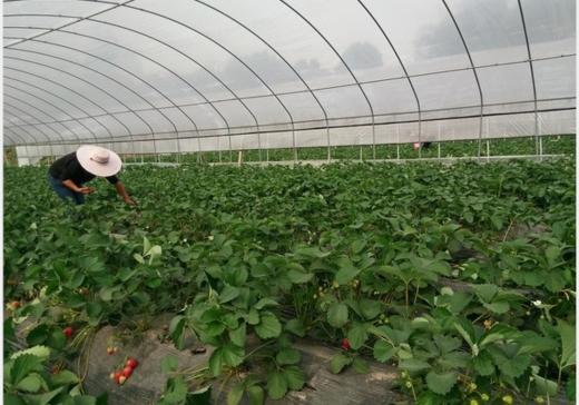 阴天对蔬菜的影响和应对措施 商品图0