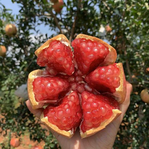 【突尼斯软籽石榴】大理山地生态果园/皮薄籽软颜色红 汁多味甜 / 坏果包赔 放心购买 顺丰包邮 商品图0