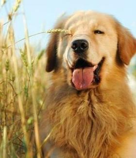 怎么给狗狗解暑？