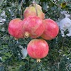 【突尼斯软籽石榴】大理山地生态果园/皮薄籽软颜色红 汁多味甜 / 坏果包赔 放心购买 顺丰包邮 商品缩略图3