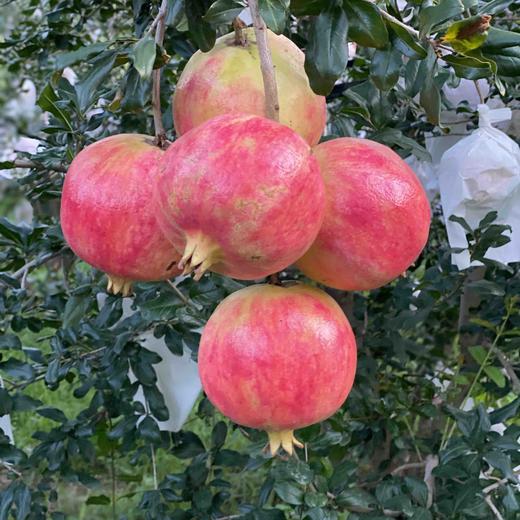 【突尼斯软籽石榴】大理山地生态果园/皮薄籽软颜色红 汁多味甜 / 坏果包赔 放心购买 顺丰包邮 商品图3