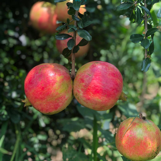 宝石榴(宾川突尼斯软籽石榴)