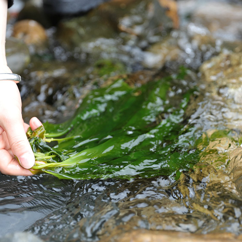 【好吃的】福建霞浦海带嫩苗,人工采摘, 鲜嫩爽口,营养丰富