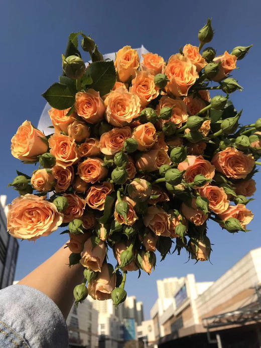 多头玫瑰 宝贝爱人 特价ab级