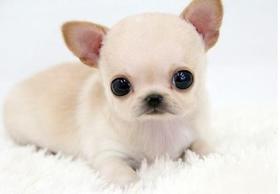 如何预防犬副流感？