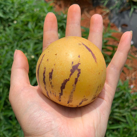 【云南·石林】新下黄肉清甜圆人参果 树上熟人参果 新鲜当季水果 商品图3