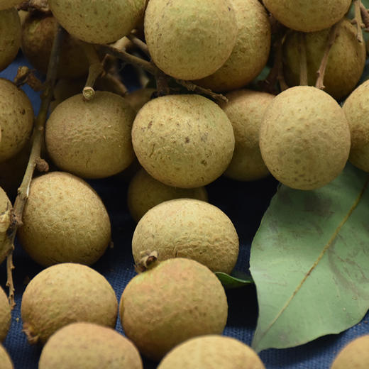 遵义赤水【元厚龙眼】 4.5斤带枝 新鲜直达 贵州桂圆值得一尝 贵州省内购买包邮 商品图2