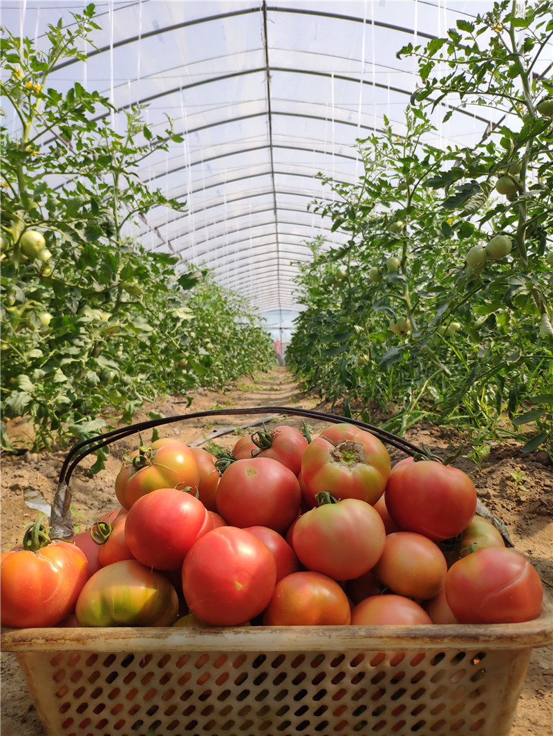 苹果青番茄酸酸甜甜的儿时番茄味