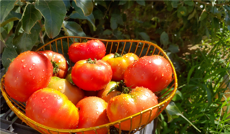 苹果青番茄酸酸甜甜的儿时番茄味