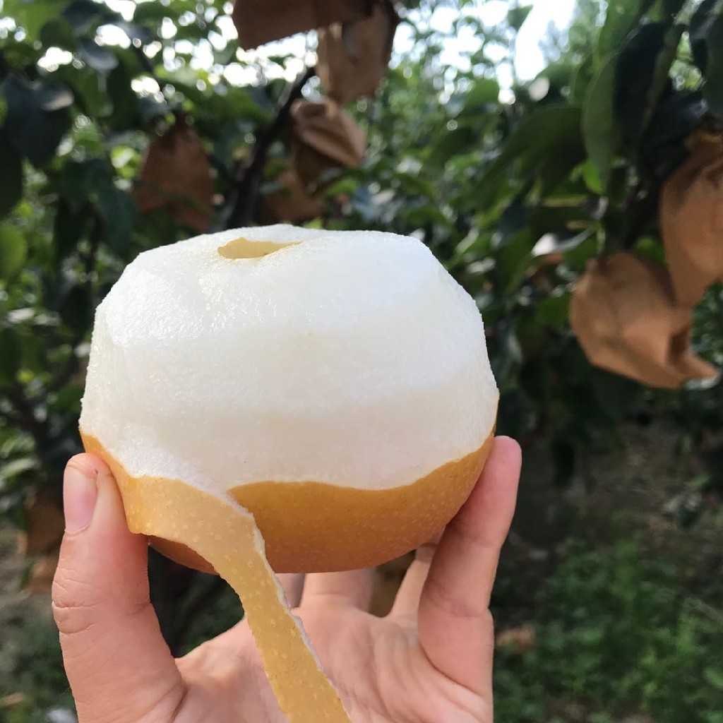 山东莱阳秋月梨5斤装