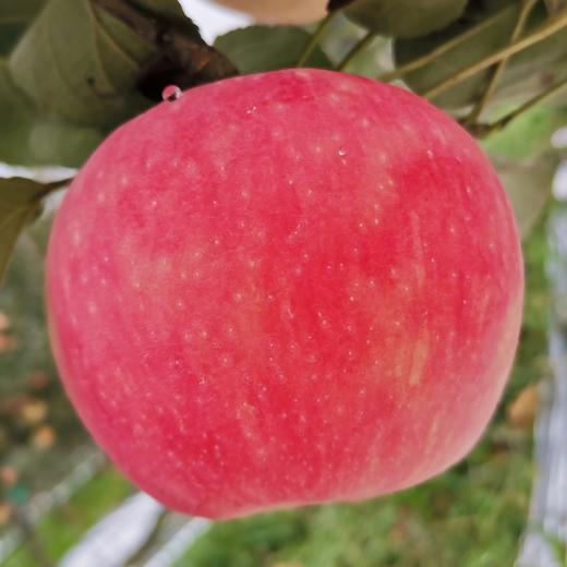 木美土里千湖林海蜜脆苹果