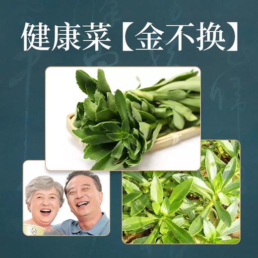 “金不换”健康野菜茶，富含氨基酸与维生素，适宜广大中老年使用 商品图3