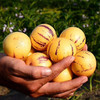 【云南·石林】新下黄肉清甜圆人参果 树上熟人参果 新鲜当季水果 商品缩略图2