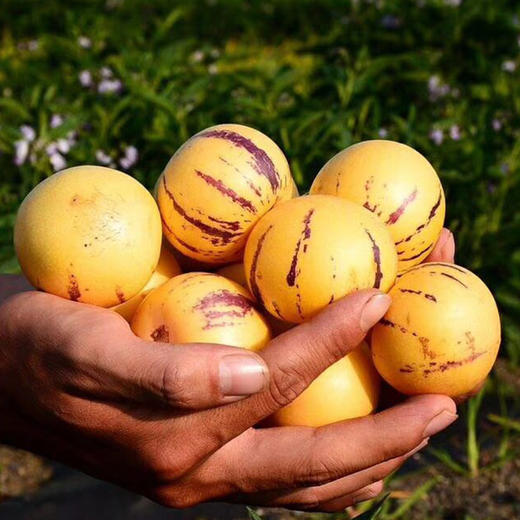 【云南·石林】新下黄肉清甜圆人参果 树上熟人参果 新鲜当季水果 商品图2