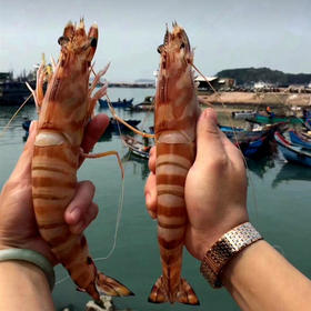  让斑节虾带你发现新大陆~~ 