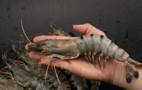  春困秋乏那不如“虾”搞一下吧！！！ 