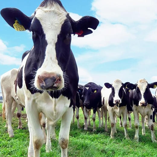 国家喊你加奶啦~【新疆牛的奶】新疆西牧天山全脂袋装纯牛奶 200ml×20袋 纯净牧场 奶味浓郁 商品图0