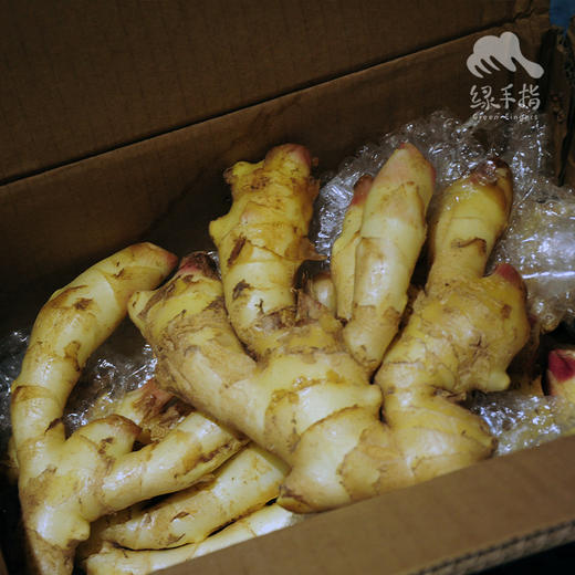 生态蟠桃大姜| 合作生产*Eco-Pantao Ginger | Coproduction 商品图2