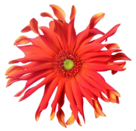 非洲菊 | 梵蒂冈