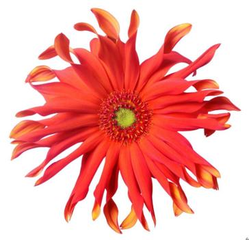 非洲菊 | 梵蒂冈 商品图0