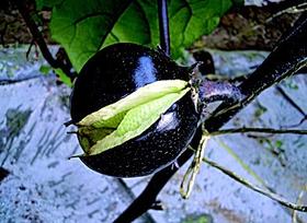 蔬菜裂果的原因与预防