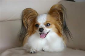 如何及时发现狗狗生病了？