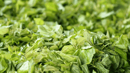  这种“神仙茶”现在随处可见，疏通血管不搭支架！医生都推荐~ 