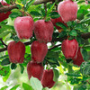 【快递停发，2月26日陆续发货】#基地直发#【甘肃·天水 】 花牛苹果  新鲜上市  粉甜大蛇果  商品缩略图1
