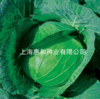 [专业种子] “海月”甘蓝种子 商品缩略图0
