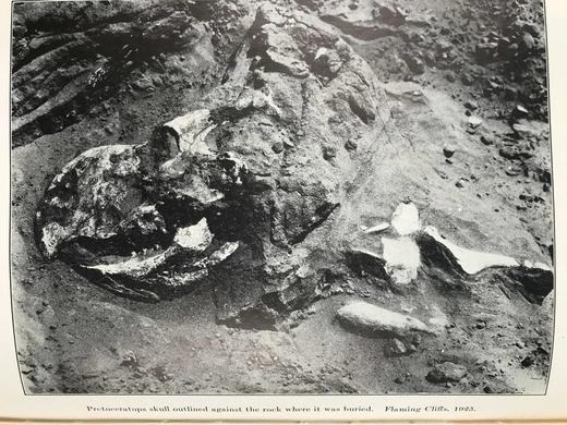 罗伊·查普曼·安德鲁斯《追寻古人的足迹》 配照片插图 精装大32开 商品图12