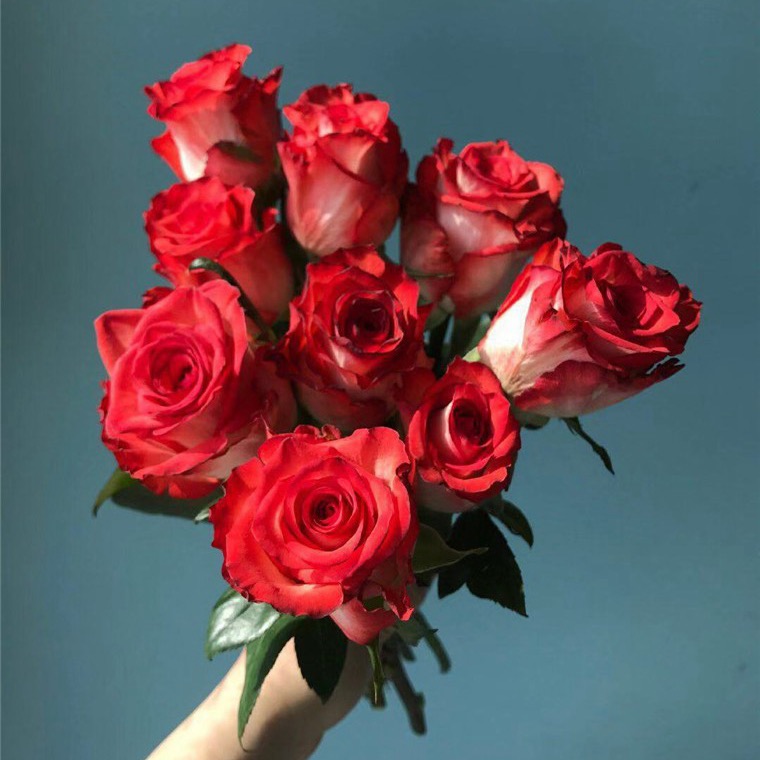 胭脂扣稀有双色玫瑰5支份第二份3元买2份还送浅粉色水仙百合5支花语