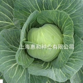 [专业种子] “新若夏”甘蓝种子 