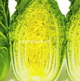 [专业种子] “鲜黄”大白菜种子 商品图0