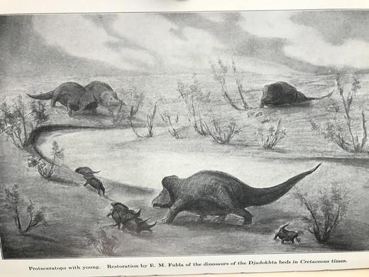 罗伊·查普曼·安德鲁斯《追寻古人的足迹》 配照片插图 精装大32开 商品图9