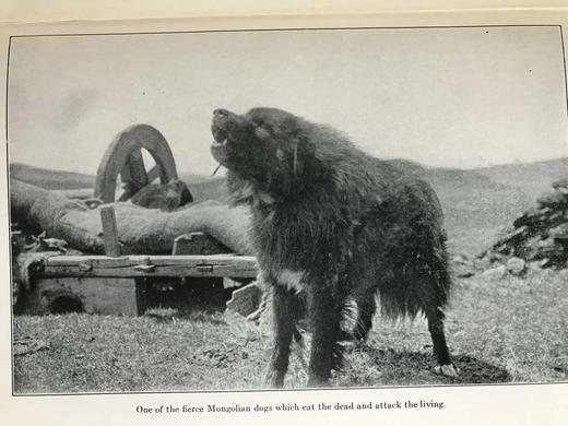 罗伊·查普曼·安德鲁斯《追寻古人的足迹》 配照片插图 精装大32开 商品图6