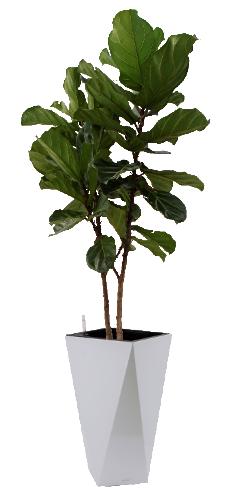 情意浓浓01 商品图0