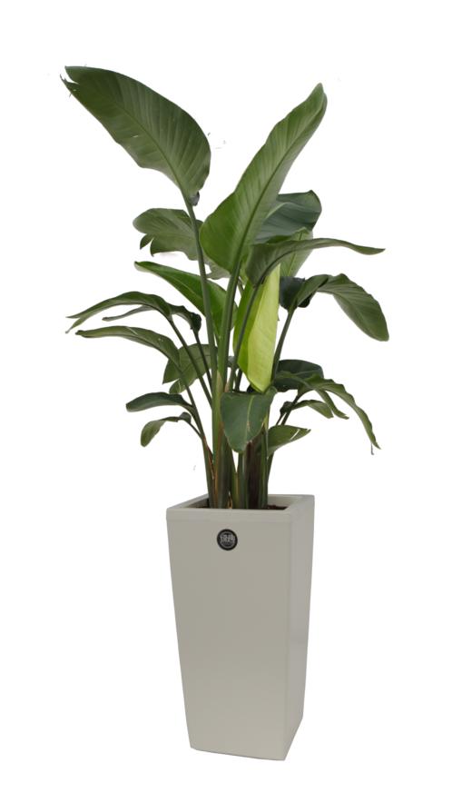 碧海青天02 商品图1