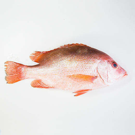 冰鲜红鱼(900-1000克/份)-南海开海季#产地直发无法接受同城闪送服务