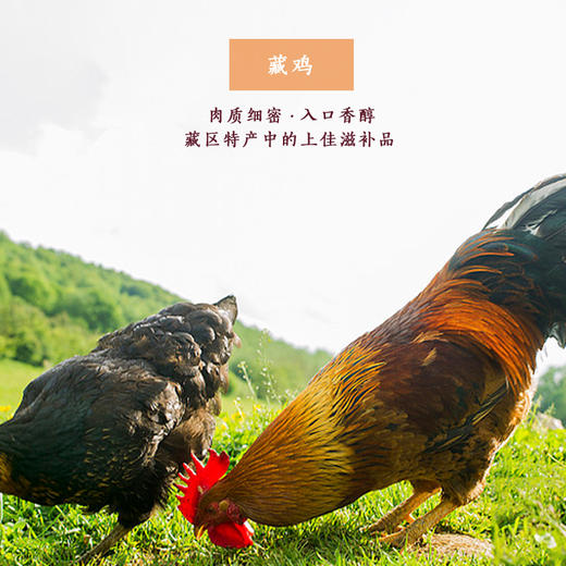 藏区特产藏香鸡 藏土公鸡 滋补佳品 商品图1