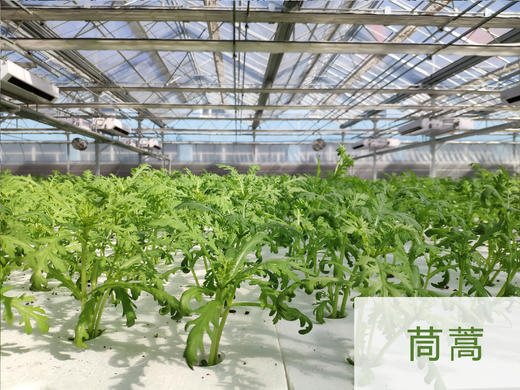 妈妈菜篮水培菜月卡（每周2次配送每次4-5种蔬菜总重约4斤） 商品图3