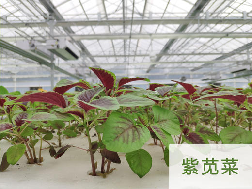 妈妈菜篮水培菜月卡（每周2次配送每次4-5种蔬菜总重约4斤） 商品图7