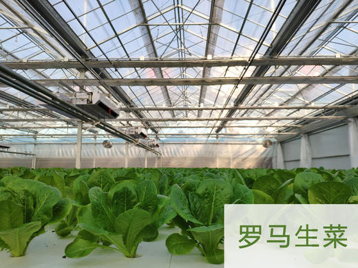 妈妈菜篮水培菜月卡（每周2次配送每次4-5种蔬菜总重约4斤） 商品图4