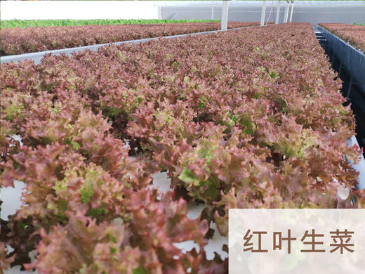 妈妈菜篮水培菜月卡（每周2次配送每次4-5种蔬菜总重约4斤） 商品图1