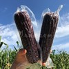 乌粒金  花青甜 黑玉米  糯甜 商品缩略图2