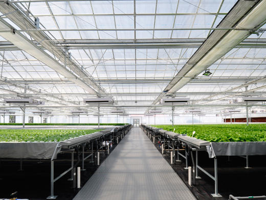 妈妈菜篮水培菜月卡（每周2次配送每次4-5种蔬菜总重约4斤） 商品图0