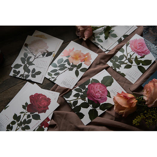 时间的玫瑰 御巫由纪 著 玫瑰花 玫瑰历史 玫瑰故事 中信出版社图书 正版 商品图4