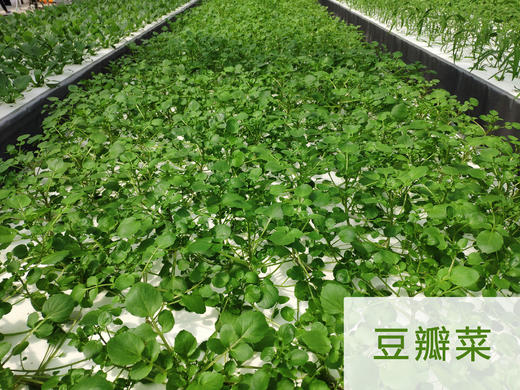 妈妈菜篮水培菜月卡（每周2次配送每次4-5种蔬菜总重约4斤） 商品图6