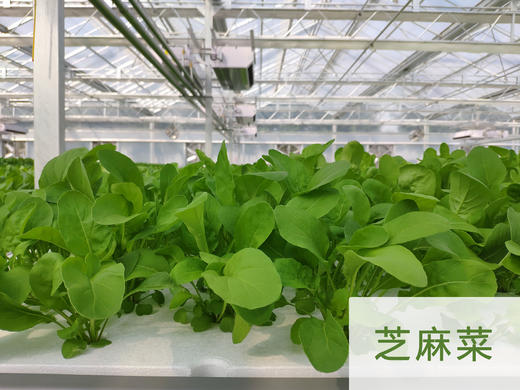 妈妈菜篮水培菜月卡（每周2次配送每次4-5种蔬菜总重约4斤） 商品图2