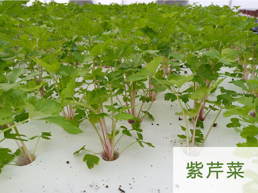 妈妈菜篮水培菜月卡（每周2次配送每次4-5种蔬菜总重约4斤） 商品图5